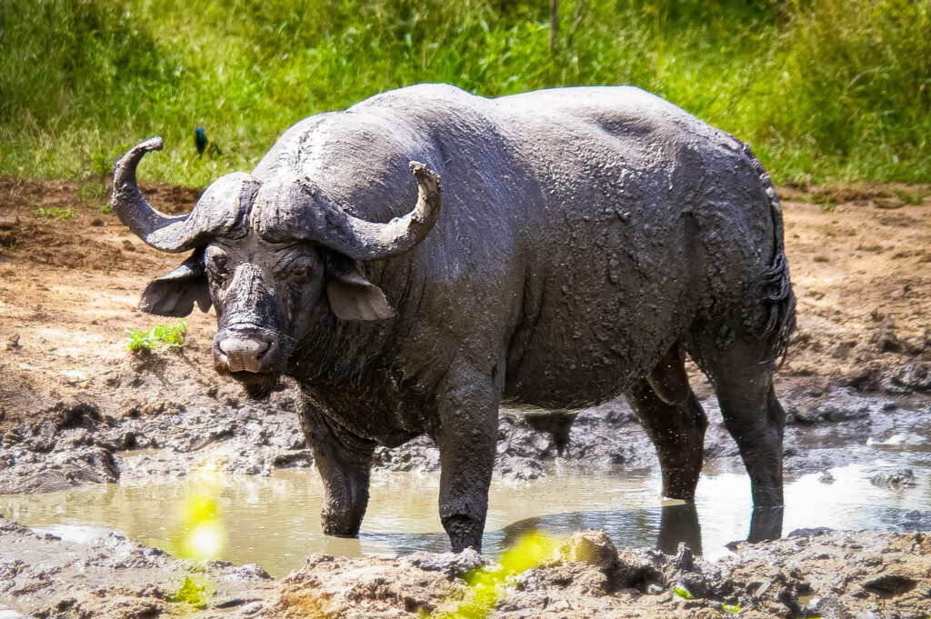 31e4e25036ee40d99e9bfb6ea7c71887